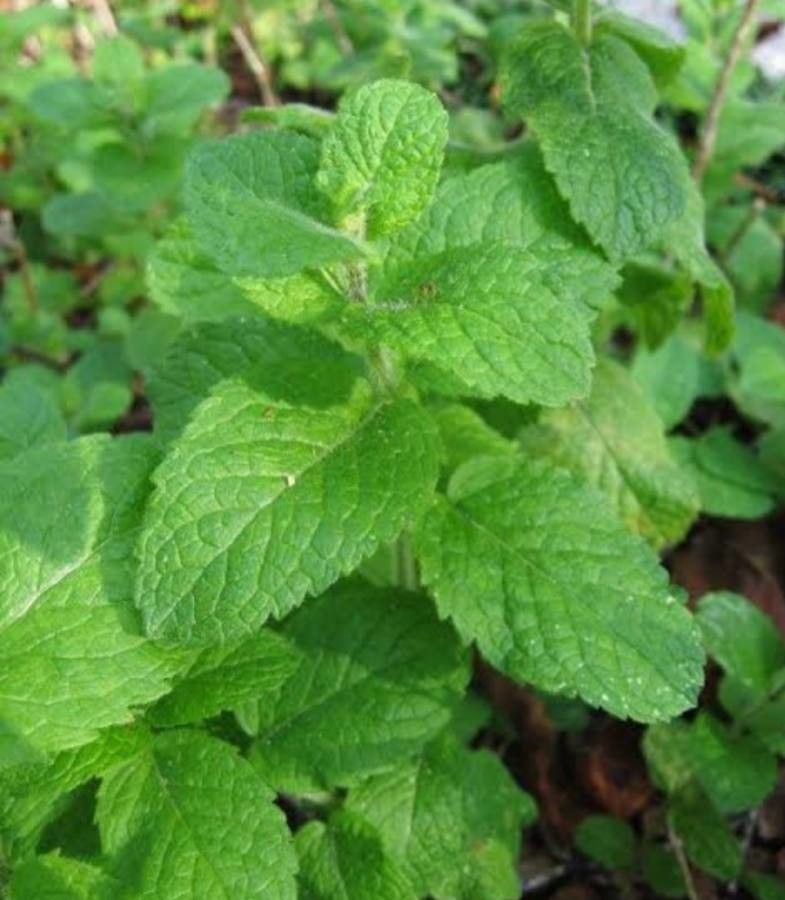 Mentha × rotundifolia leaf
