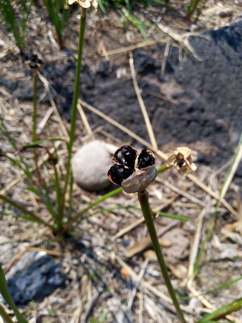 Zephyranthes fosteri fruit