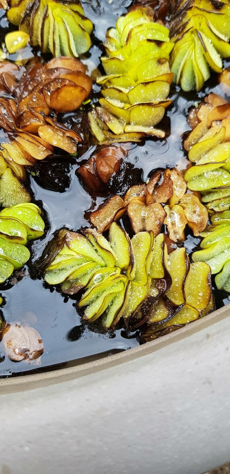 Salvinia auriculata — related species from the same genus