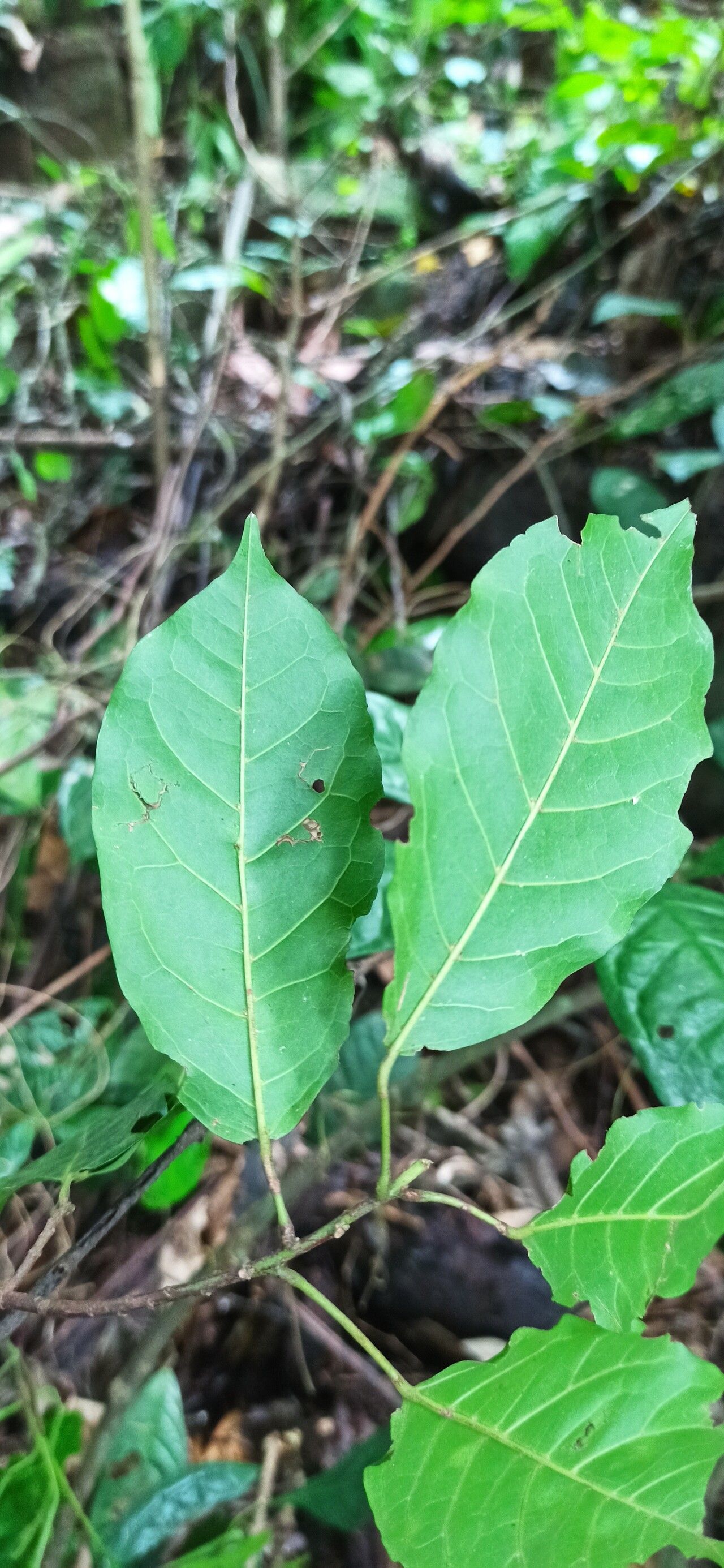 Nesogordonia kabingaensis — houseplant care guide