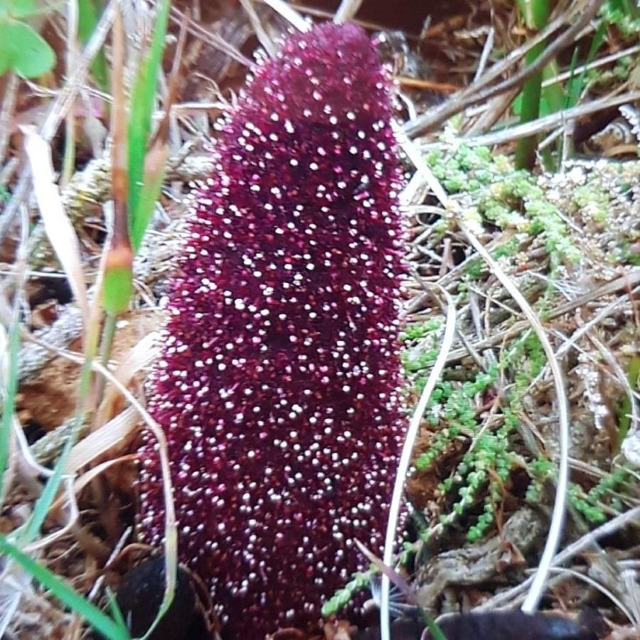 Cynomorium coccineum fruit