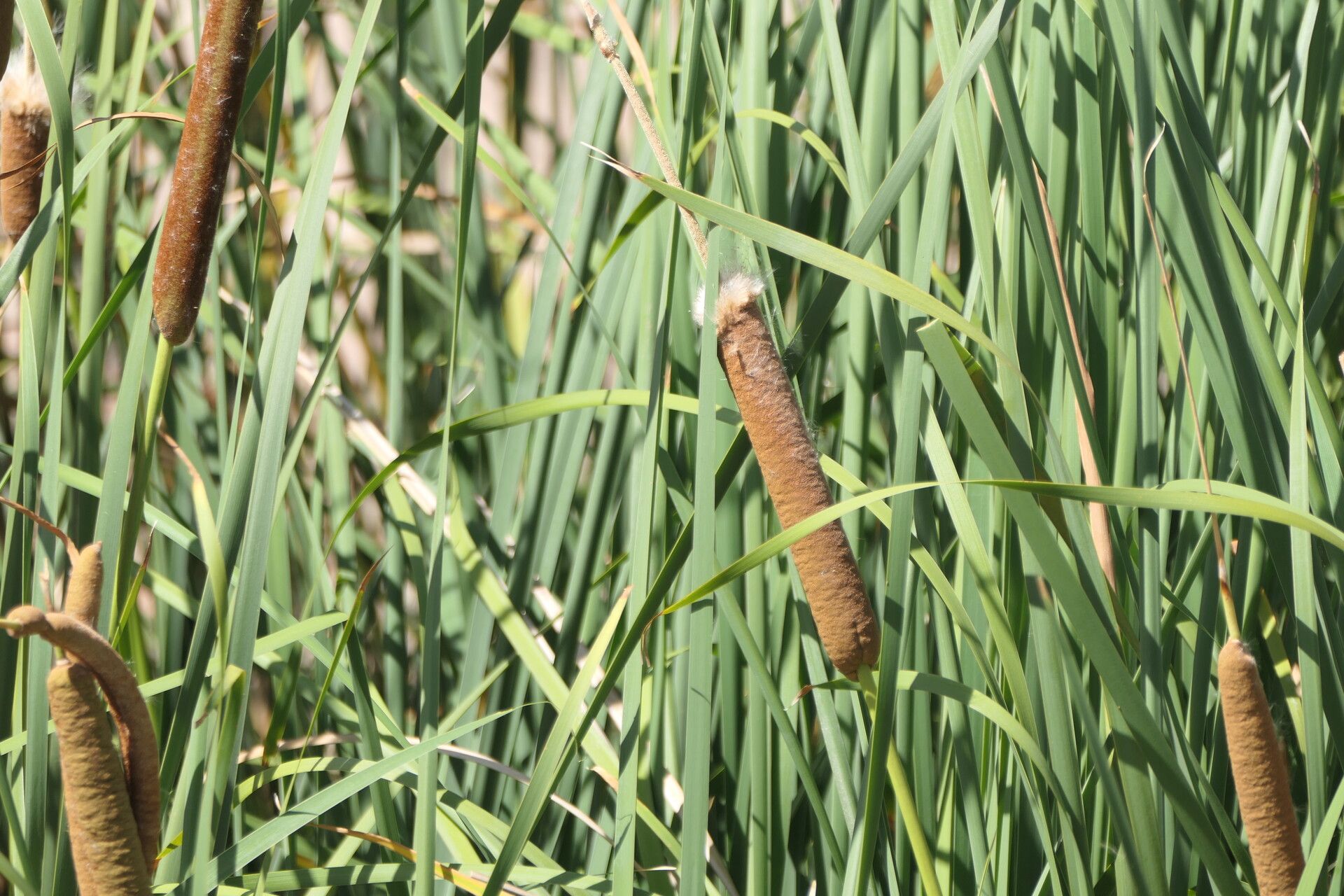 Typha capensis