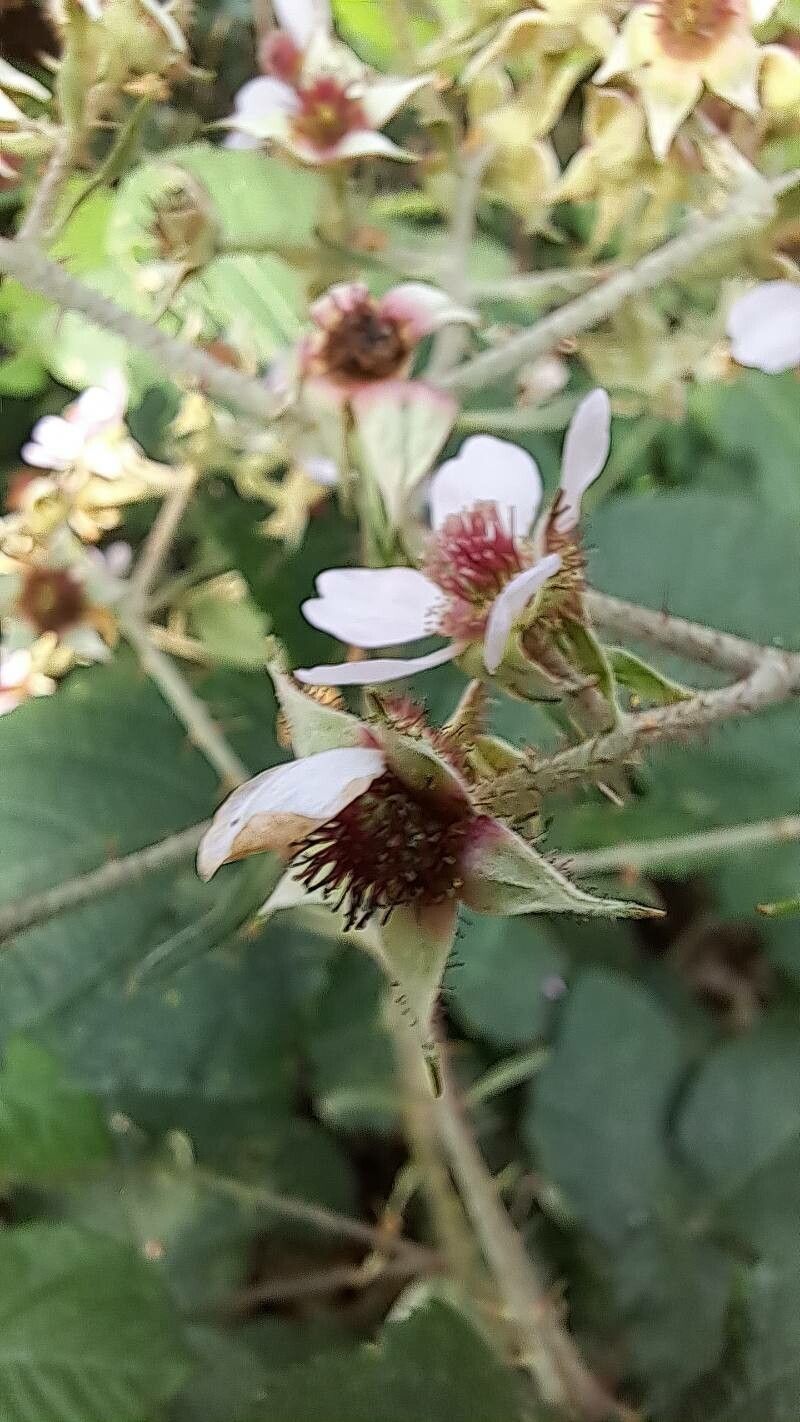 Rubus muridens flower