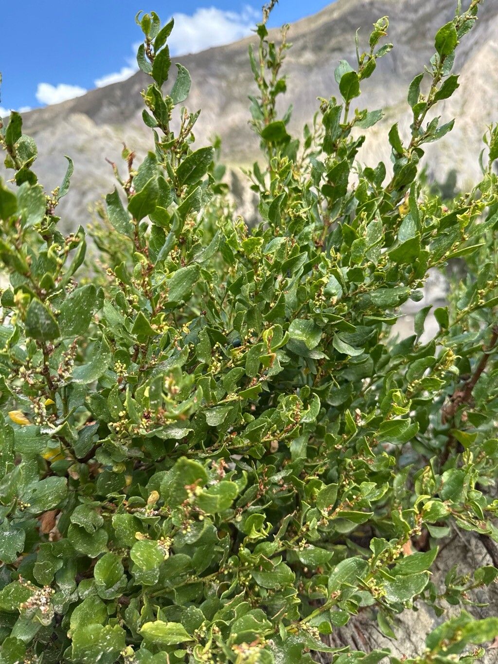 Muehlenbeckia fruticulosa — search result for 'Muehlenbeckia'