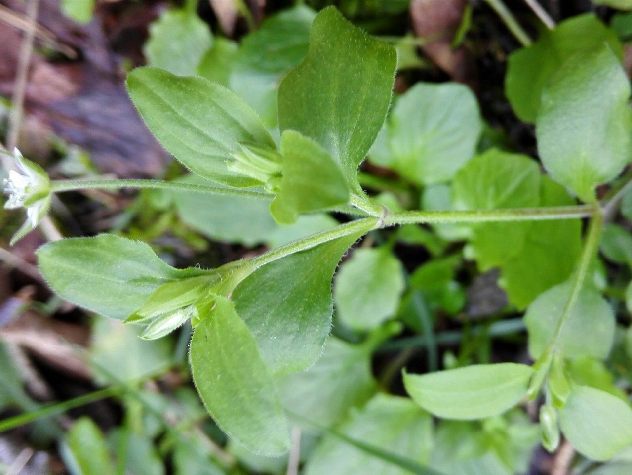 Moehringia trinervia — search result for 'Caryophyllaceae'
