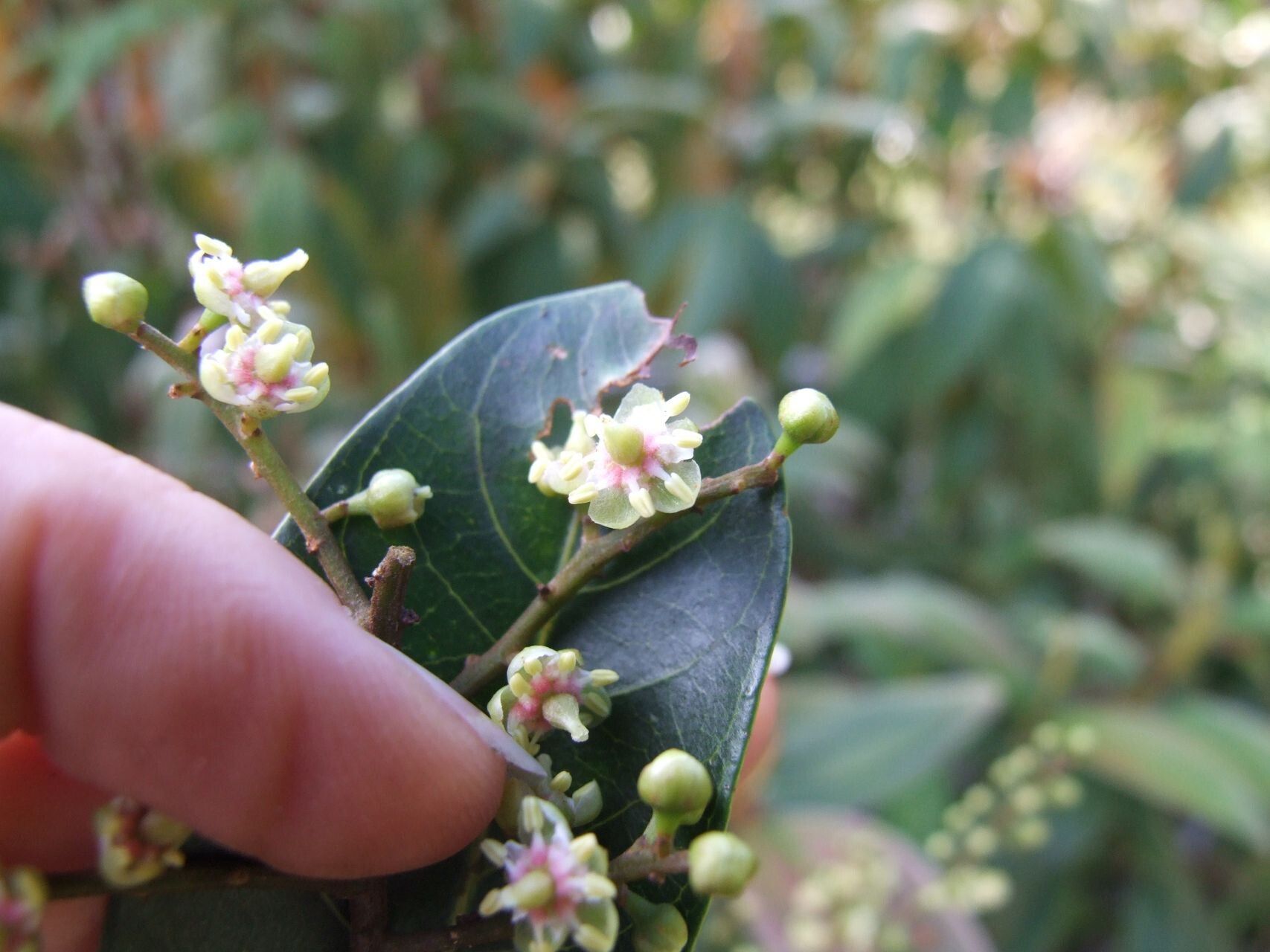 Cupaniopsis phalacrocarpa flower