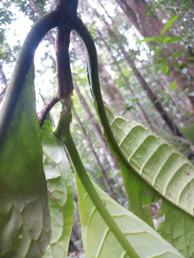 Tocoyena longiflora leaf