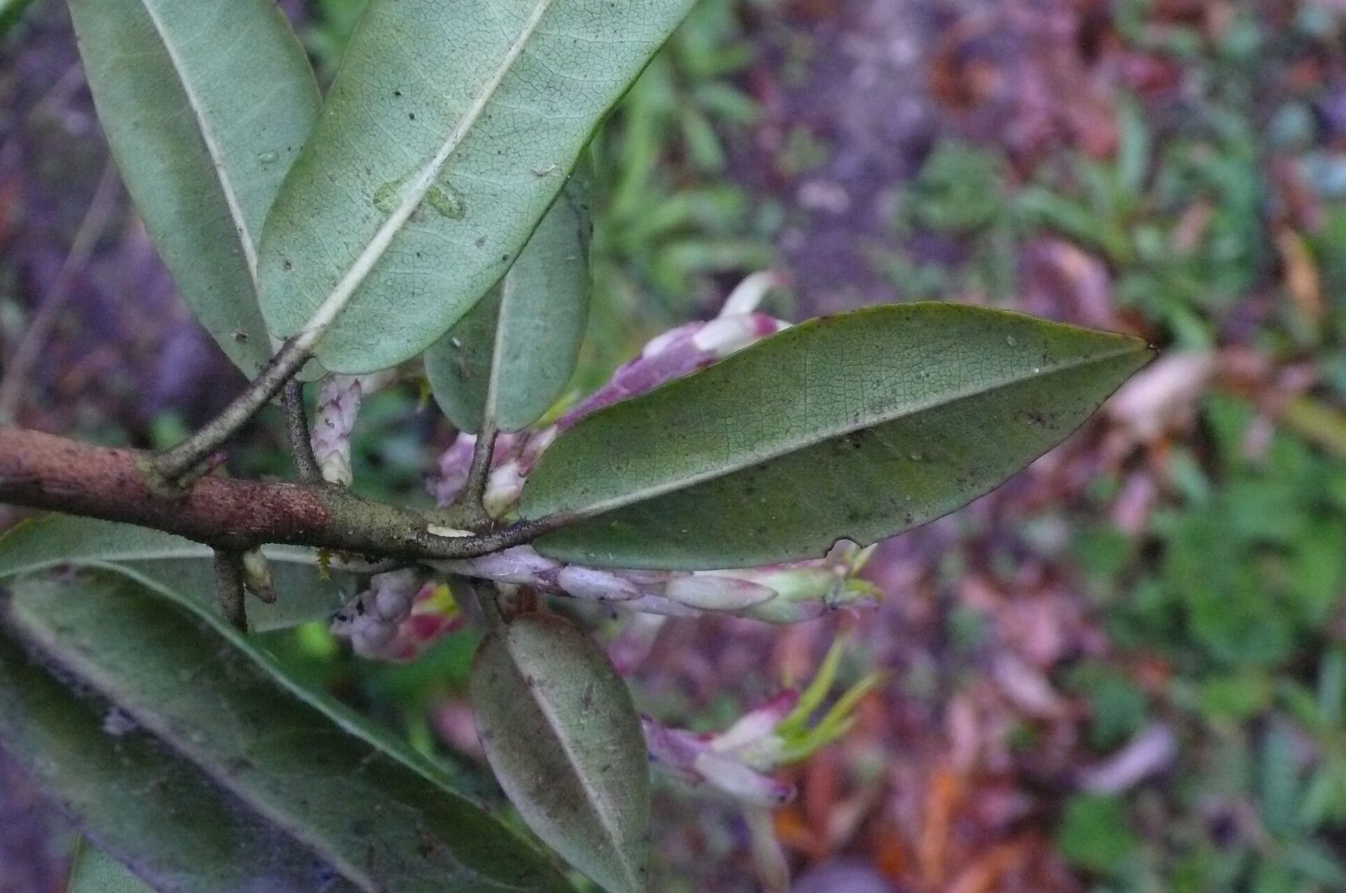 Rhododendron leptothrium — houseplant care guide