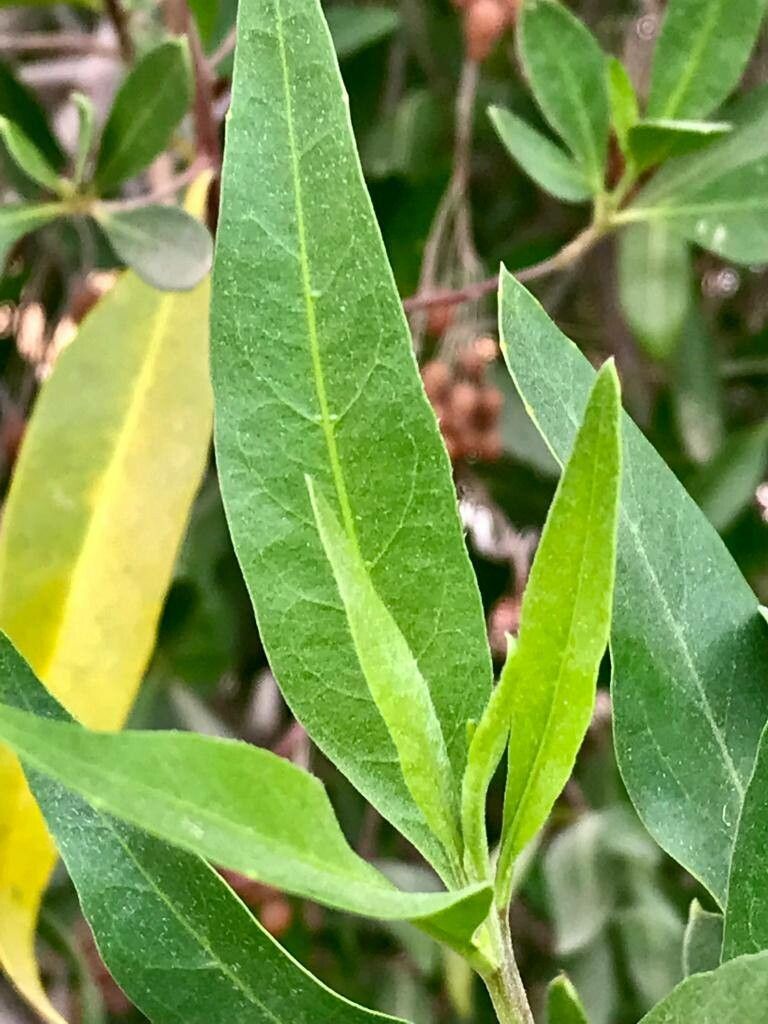 Conocarpus lancifolius leaf
