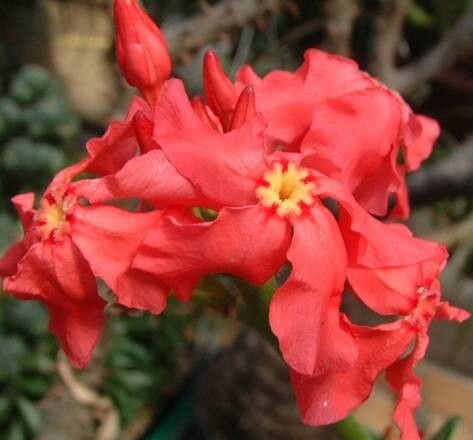 Pachypodium baronii — related species from the same genus