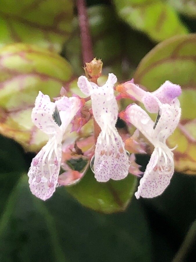 Plectranthus parviflorus flower