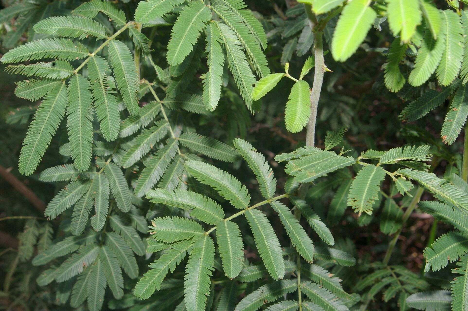 Mimosa asperata — search result for 'Mimosa'