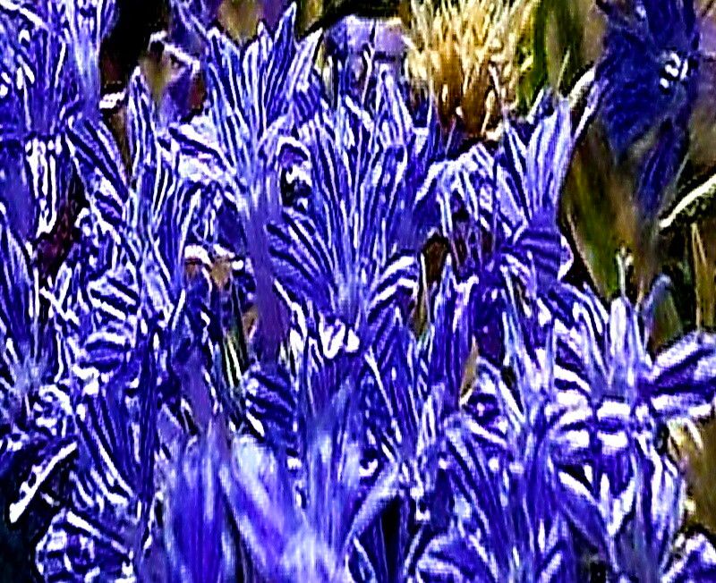 Eriastrum densifolium — related species from the same genus