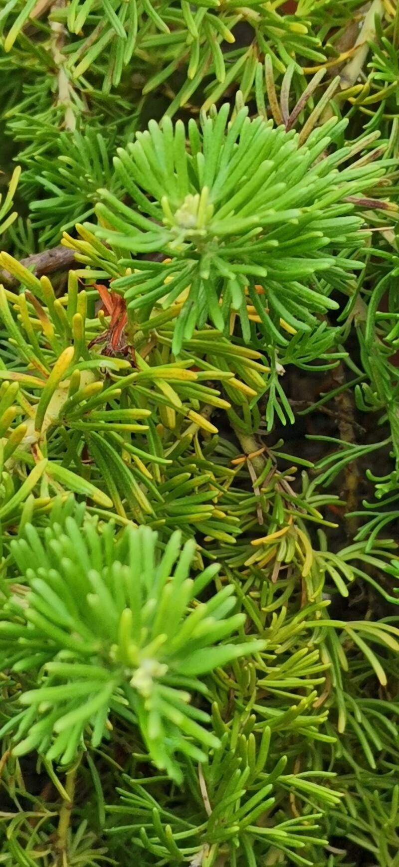 Grevillea cirsiifolia — search result for 'Grevillea'