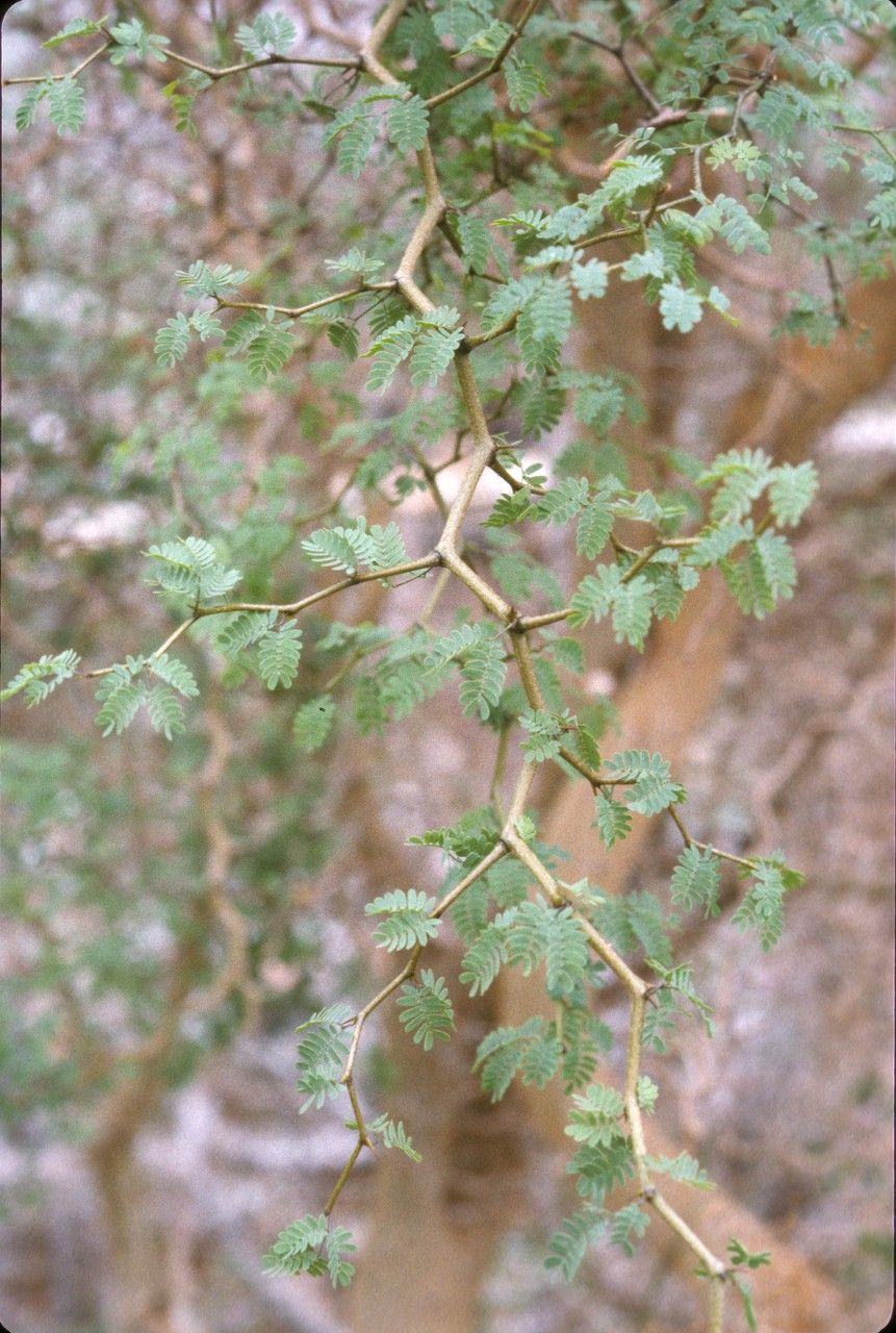 Mimosa delicatula bark