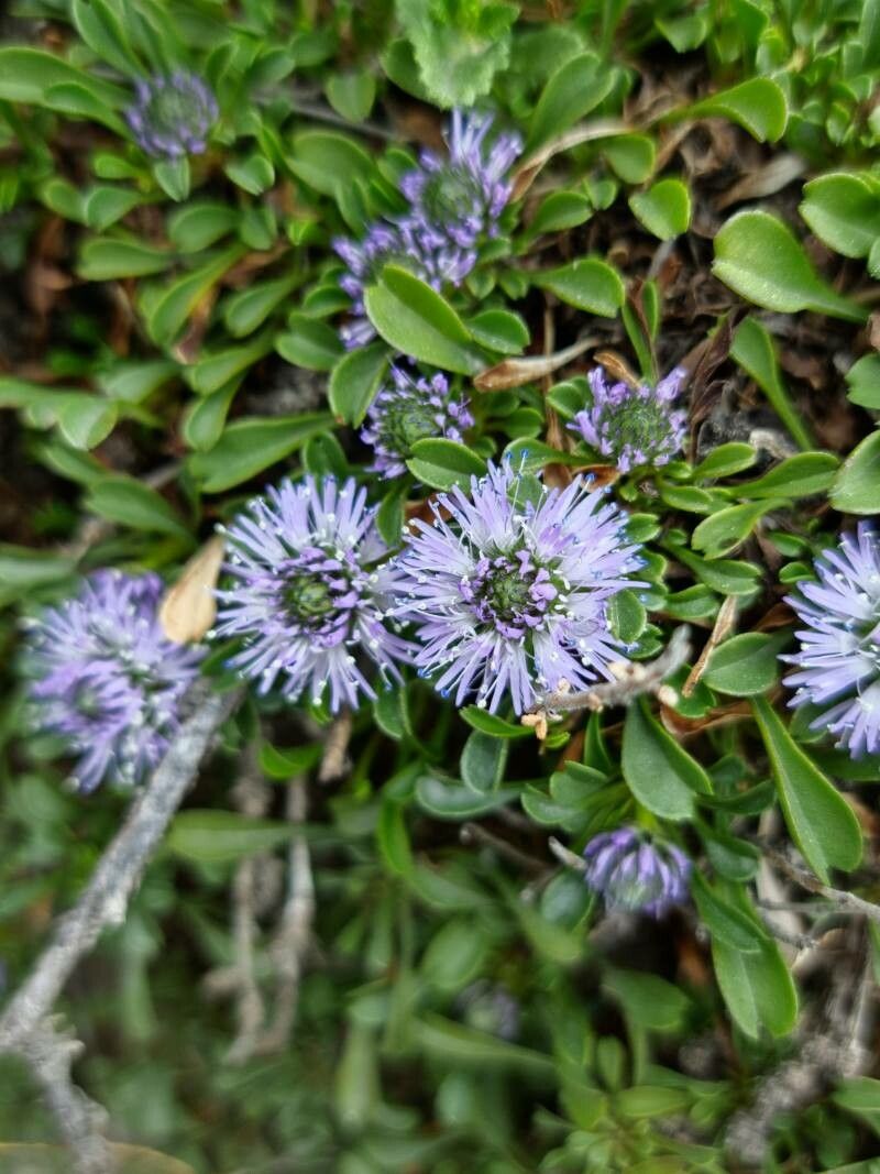 Globularia repens flower