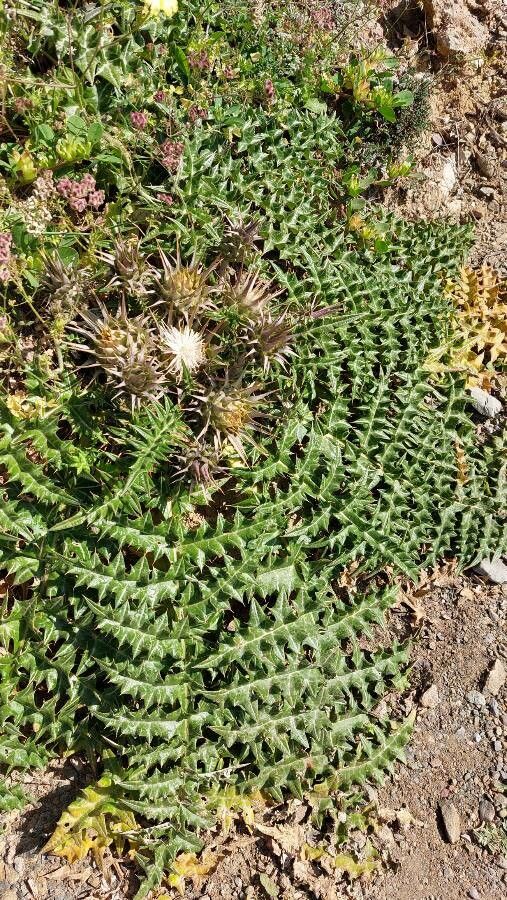 Cynara cornigera — related species from the same genus