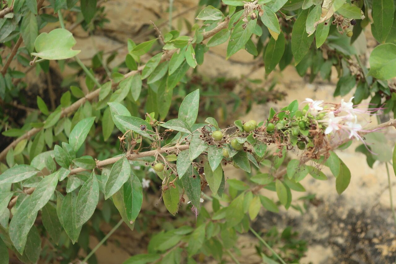 Clerodendrum heterophyllum — search result for 'Clerodendrum'