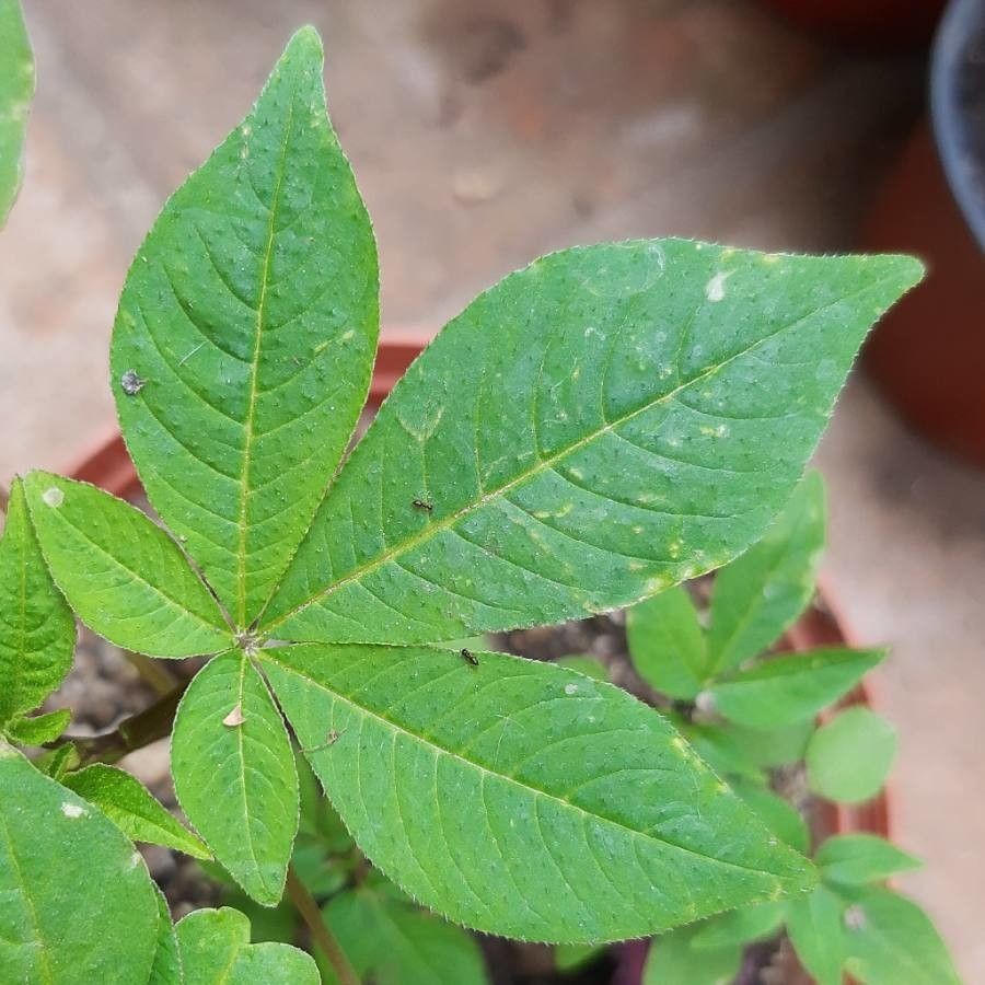 Tarenaya spinosa — related species from the same genus