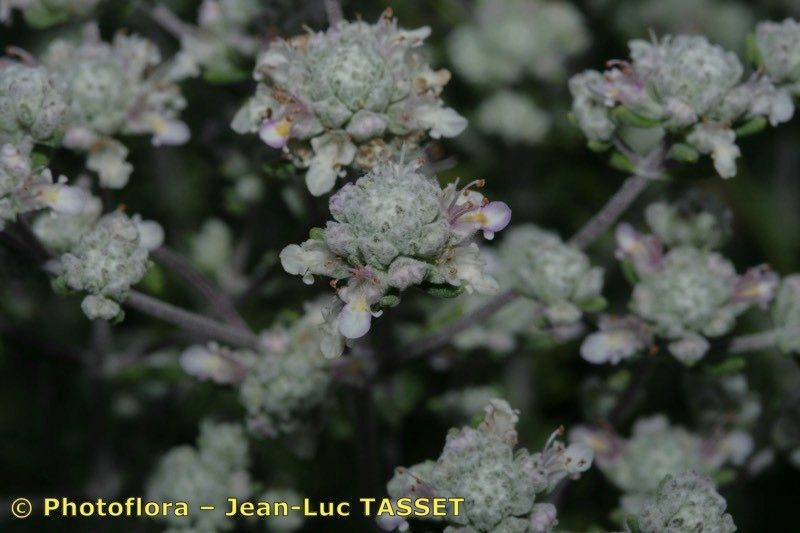 Teucrium lusitanicum — search result for 'Teucrium'