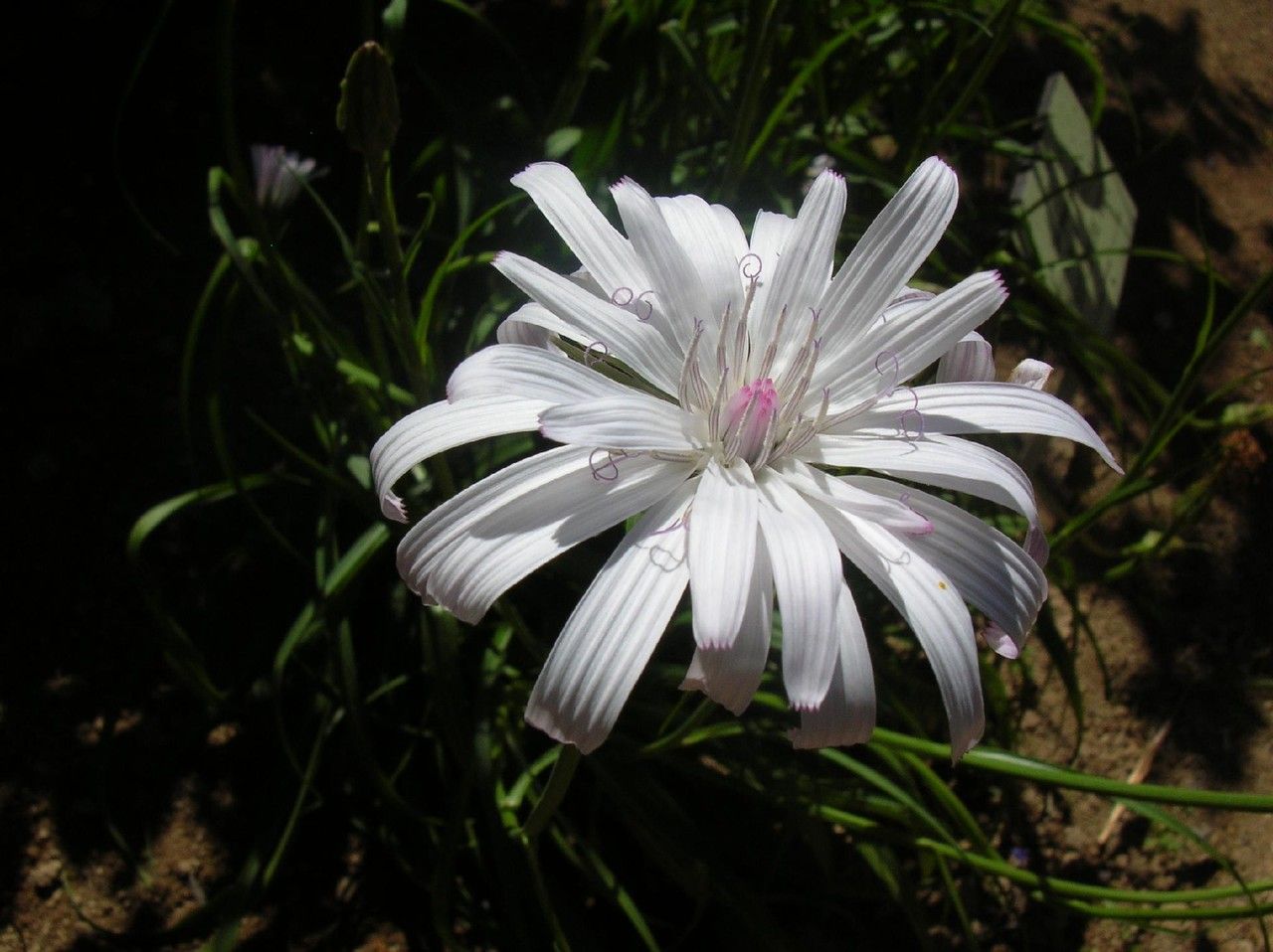 Podospermum roseum — related species from the same genus