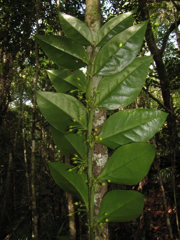 Phyllanthus cherrieri bark
