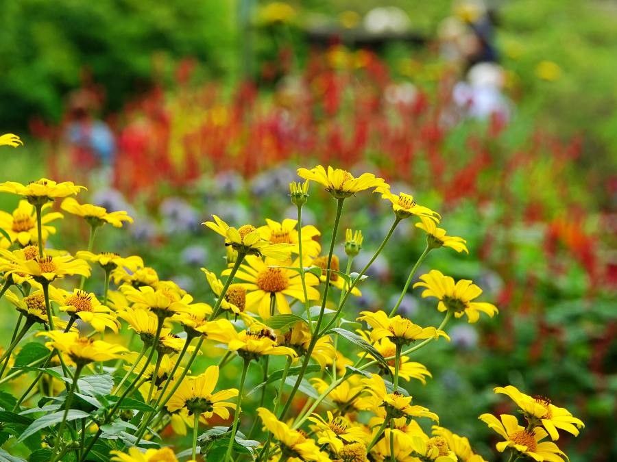 Viguiera dentata flower