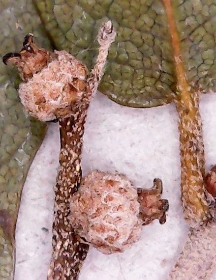 Quercus × auzendei fruit