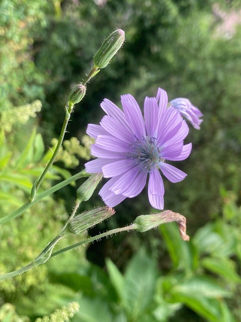 Cicerbita macrophylla flower