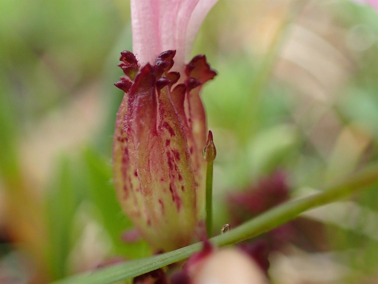 Pedicularis kerneri bark