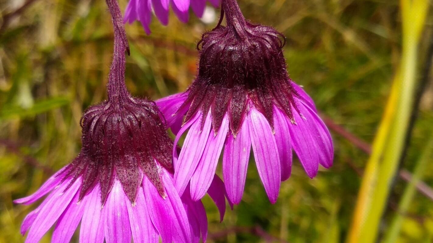 Senecio formosoides flower