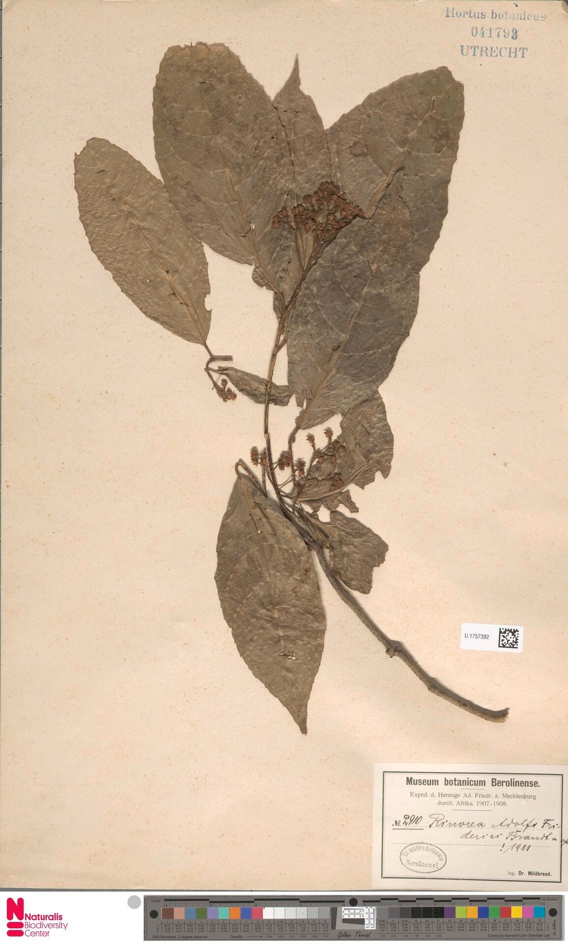 Rinorea adolfi-friderici — related species from the same genus