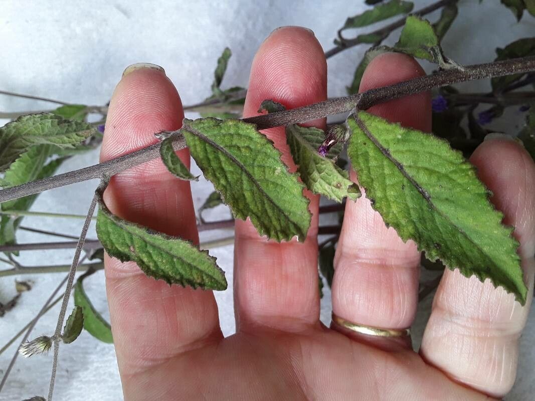 Lepidaploa salzmannii — houseplant care guide