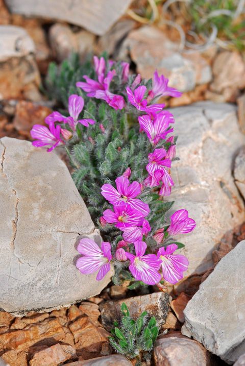 Stenandrium barbatum — related species from the same genus