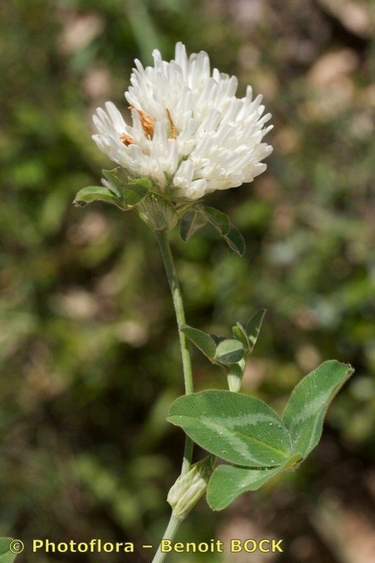 Trifolium baeticum other
