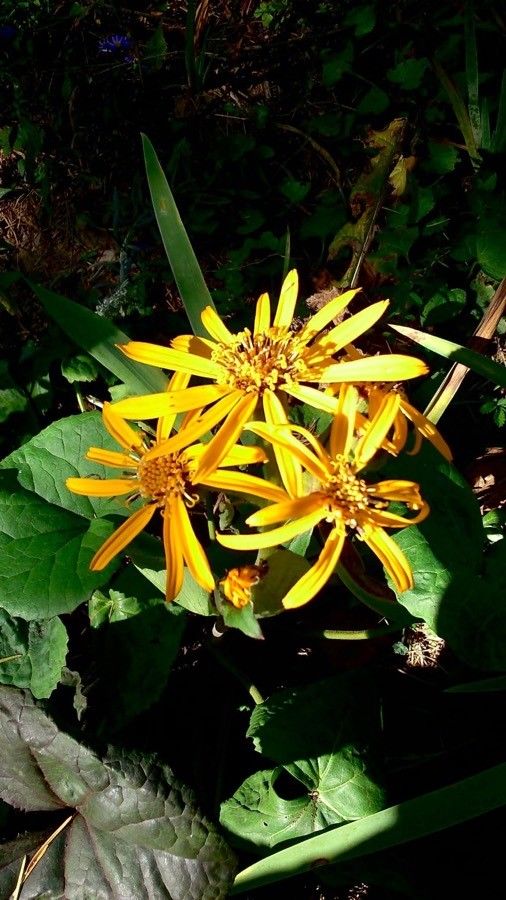 Ligularia dentata flower