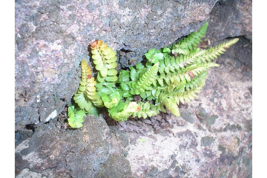 Polystichum scopulinum habit