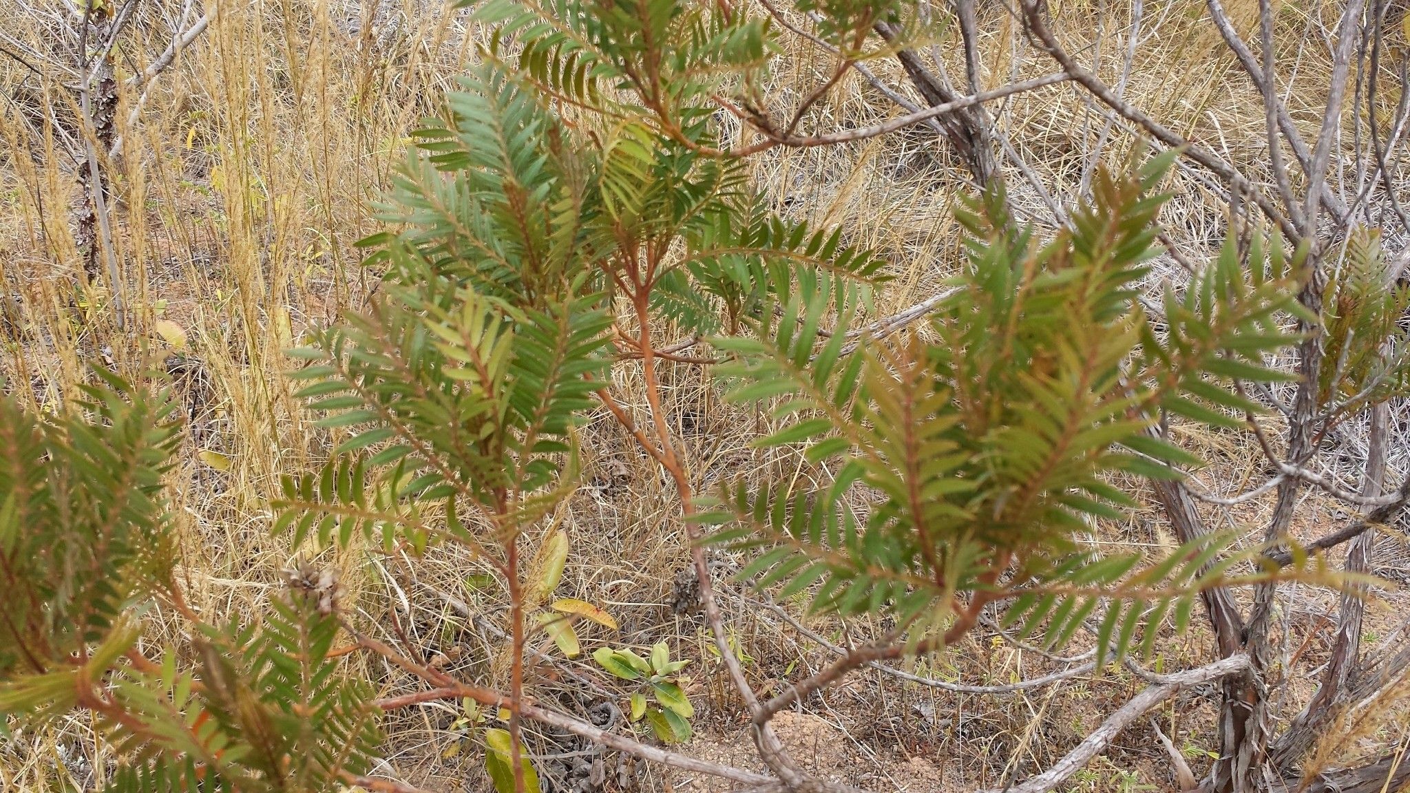 Dodonaea madagascariensis — related species from the same genus