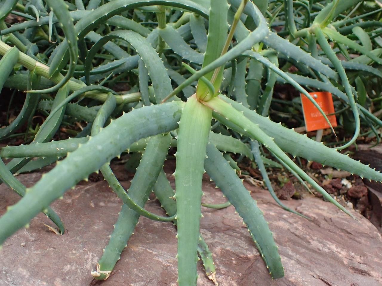 Aloe acutissima habit
