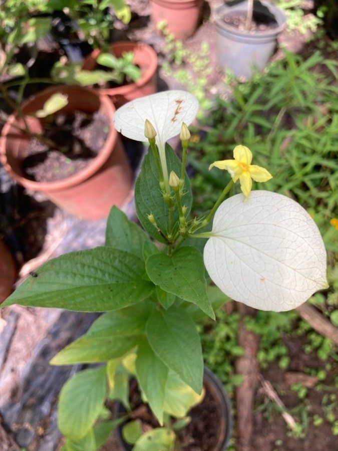 Pseudomussaenda flava flower