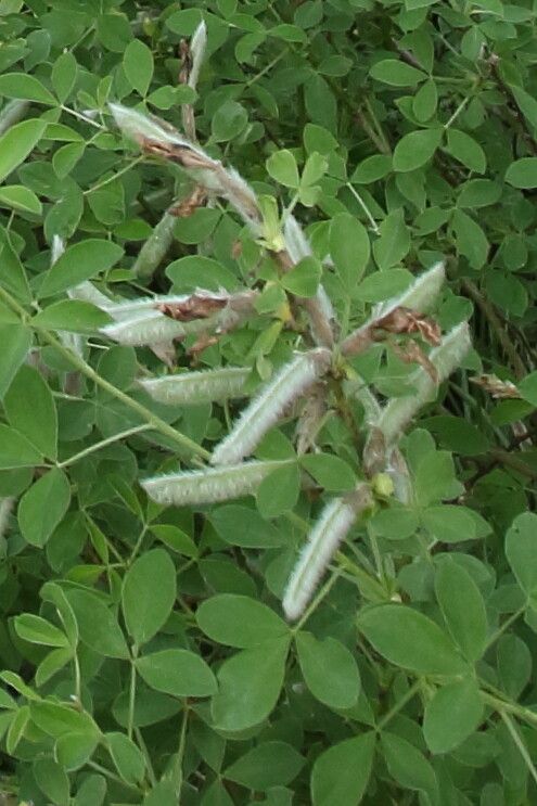 Cytisus supinus fruit