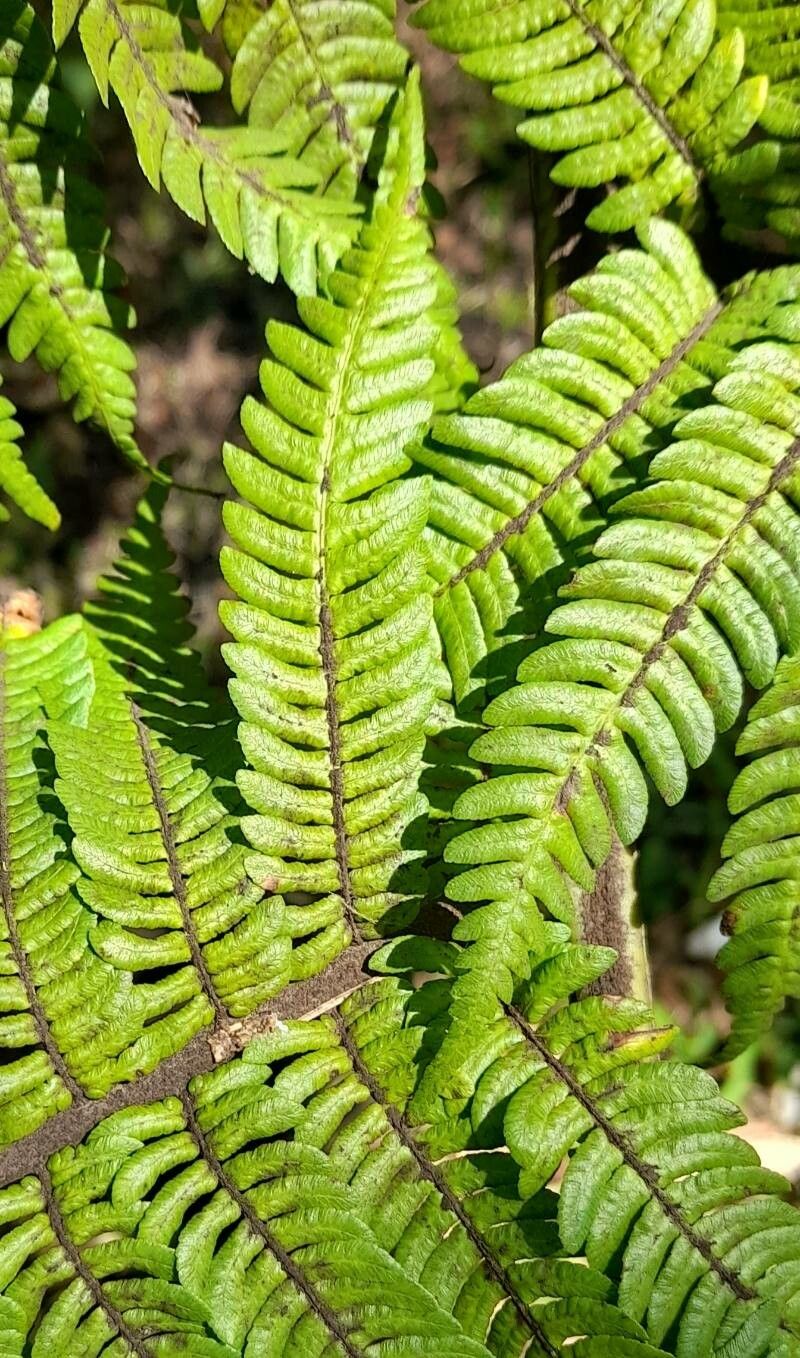Alsophila australis leaf