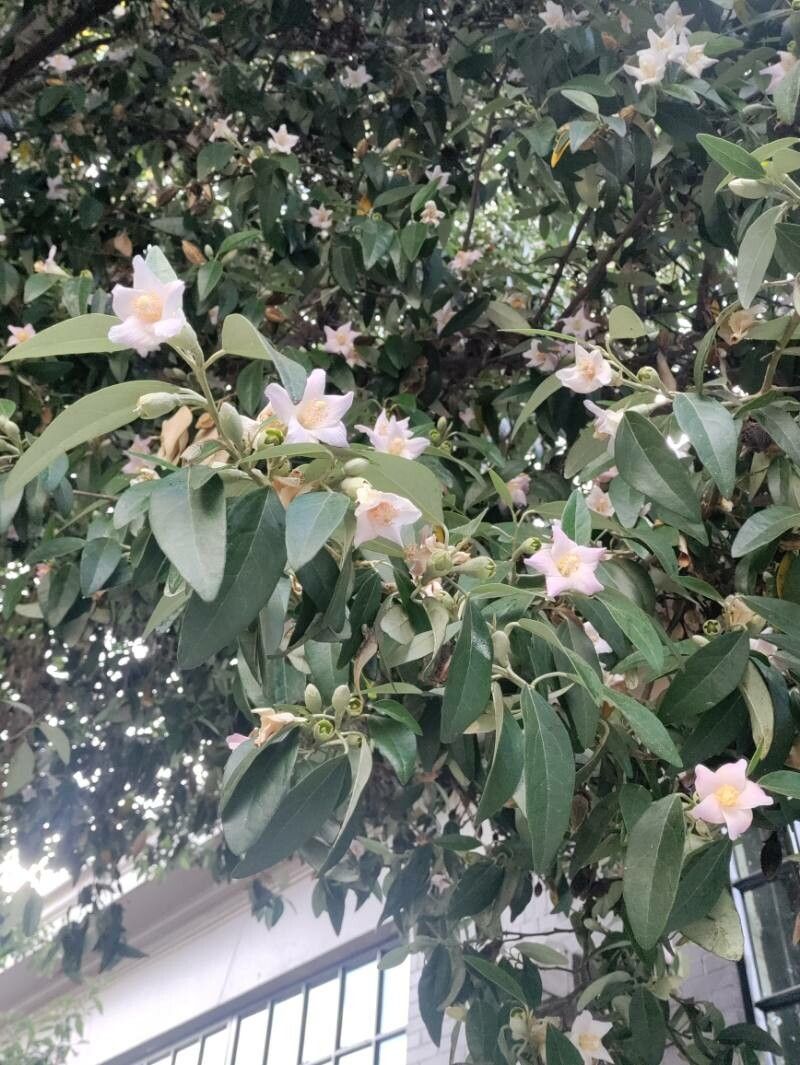 Lagunaria patersonia flower