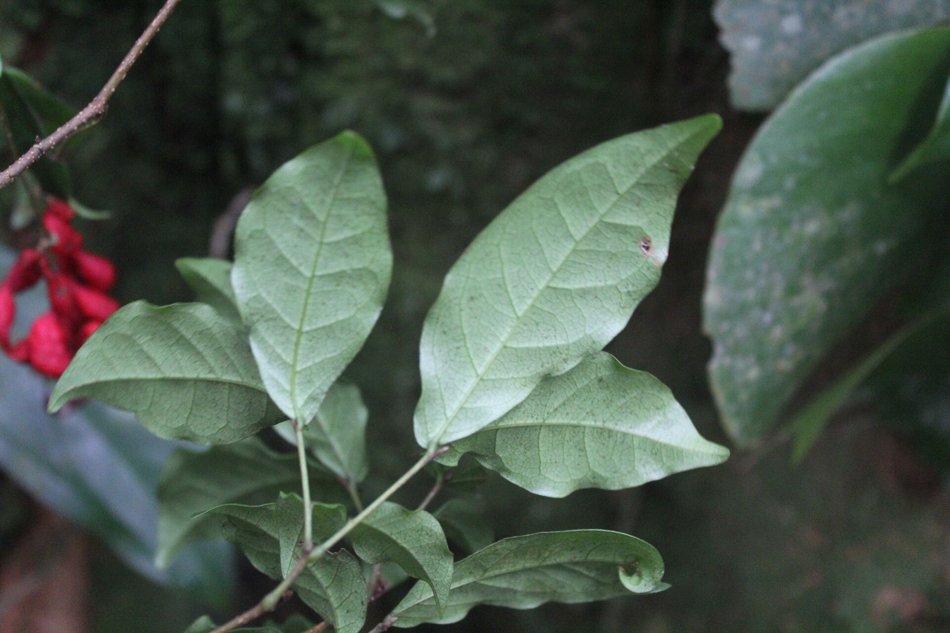 Cojoba valerioi — search result for 'Cojoba'