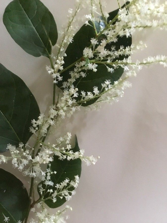 Poranopsis paniculata — search result for 'Melastomataceae'