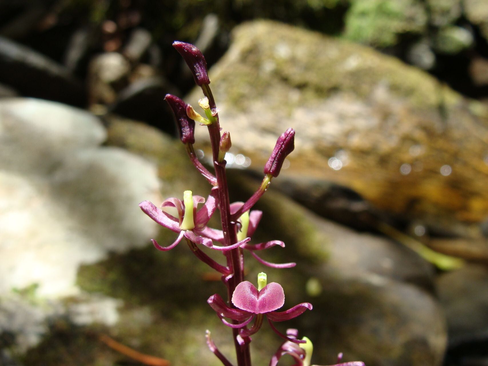 Liparis layardii flower