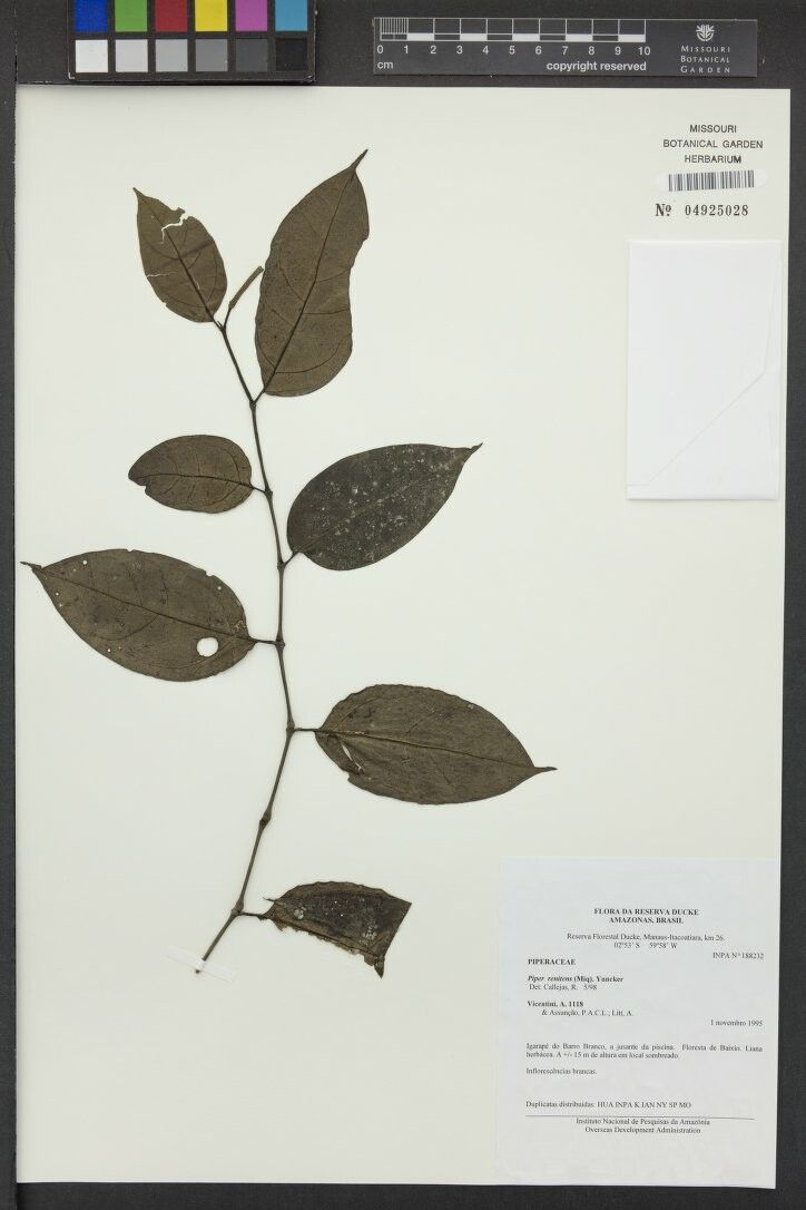 Piper renitens — houseplant care guide