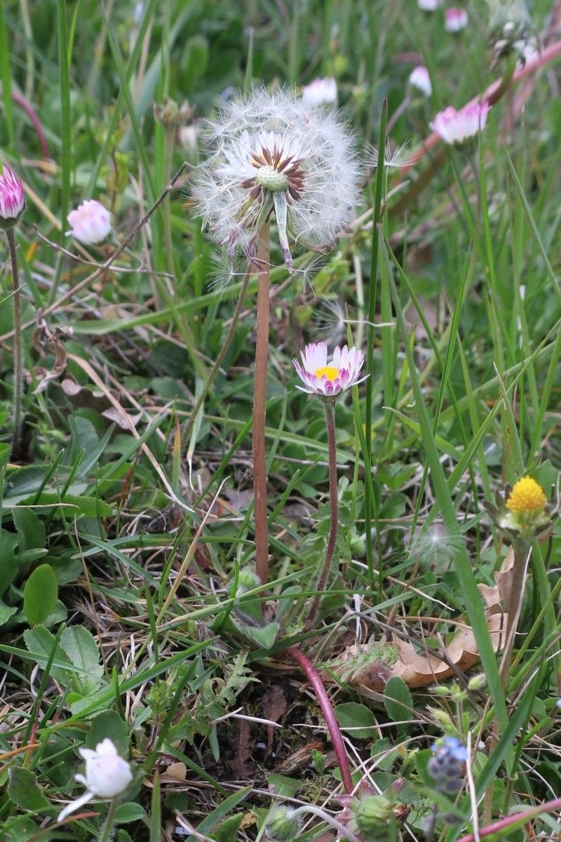Taraxacum oxoniense flower