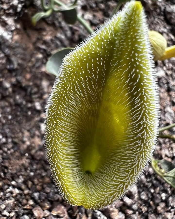 Aristolochia chilensis flower