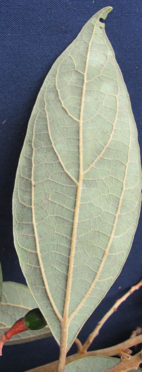 Cinnamomum tonduzii leaf